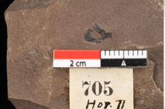Foto (Detailansicht) von Myrica lignitum Unger (NHMW-GEO-2024-0188-0705)